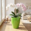 Vaso per orchidee lucido Ø12,5 cm lime 1 pz | Floristik24.it