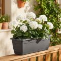 Cespuglio di geranio bianco 38 cm | Floristik24.it