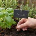 Lastre di Ardesia Naturale Plug Plant Signs Nero 25 cm | Floristik24.it