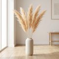 Asparagi ornamentali Fiori secchi Colore albicocca 90cm 5pz | Floristik24.it