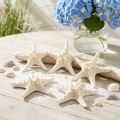 Stella marina decorativa grande stella marina tempestata di bianco essiccato 19-26 cm 5 pz | Floristik24.it