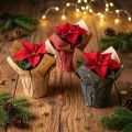 Stelle di carta per fioriera rosso/antracite/naturale Ø4,5 cm A6 cm 9 pz | Floristik24.it