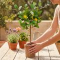 Albero di limone artificiale, vaso da 58 cm, albero decorativo, stile mediterraneo | Floristik24.it