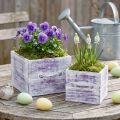 Cassetto per piante con manico in legno bianco viola 12/15 cm set da 2 | Floristik24.it