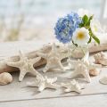 Decorazione a forma di stella marina bianca, stelle marine essiccate per lavori creativi, 7-11 cm, 15 pezzi | Floristik24.it