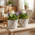 Vaso decorativo vaso per piante in betulla sbiancata Ø18cm H15cm 2 pezzi | Floristik24.it