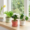 Piante verdi artificiali mini piante in vaso 15cm 3pz | Floristik24.it