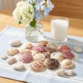 Vongole vuote in conchiglia naturale decorazione 3cm–5cm 300g | Floristik24.it