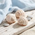 Tessalata di Cozze Tonna 7 pz | Floristik24.it