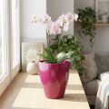 Vaso per orchidee lucido Ø12,5 cm ciliegia 1 pz | Floristik24.it