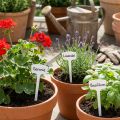 Etichette per piante 40 cm, 10 pezzi | Floristik24.it