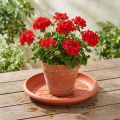 Sottobicchiere “Linda” Ø33cm terracotta | Floristik24.it
