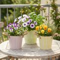 Secchio per piantare, fioriera con manici, decorazione in metallo rosa/verde/giallo shabby chic Ø16,5cm H15cm set da 3 pezzi | Floristik24.it