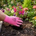 Guanti da giardino Kixx taglia 8 rosa, rosa | Floristik24.it