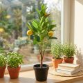 Albero di limone artificiale in vaso, decorazione mediterranea, pianta di limone artificiale, H58cm | Floristik24.it