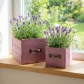 Cassettiera per piante in legno viola 12,5/16 cm set di 2 | Floristik24.it