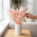 Decorazione essiccata di erba lucida rosa Phalaris 65cm 60g | Floristik24.it