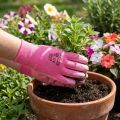 Guanti da giardino Kixx taglia 7 rosa, rosa | Floristik24.it