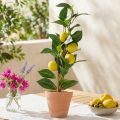 Albero di limone in vaso, pianta artificiale 42cm - Albero artificiale decorativo mediterraneo | Floristik24.it