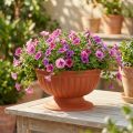 Ciotola con base in terracotta Ø26cm | Floristik24.it