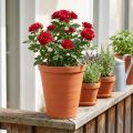 Vaso per rose plastica 19 cm terracotta 1 pz | Floristik24.it
