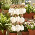 Campanella a vento Decorazione conchiglia Capiz Ø30cm H80cm | Floristik24.it