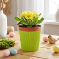 Polsini plissettati per vasi da fiori verde chiaro 14,5 cm 100 pezzi | Floristik24.it