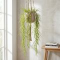 Succulenta verde pendente 145cm | Floristik24.it