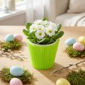 Polsini plissettati verde chiaro 10,5 cm 100 pezzi | Floristik24.it