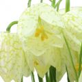 Floristik24 Scacchiera fiori Fritillaria artificiale bianco, verde 40cm 12pz