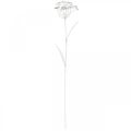 Floristik24 Spina da giardino fiore, decorazione da giardino, spina per piante in metallo shabby chic bianco, argento L52cm Ø10cm 2pz