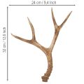 Corna artificiali, realistiche, rustiche, 32 cm | Floristik24.it
