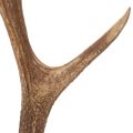 Corna artificiali decorative,