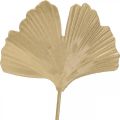 Floristik24 Spina decorativa in metallo ramo di ginkgo Ginkgo Golden 14 × 28 cm 6 pezzi