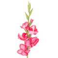 Floristik24 Gladiolas artificiali con fiori decorativi, 88 cm