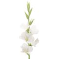Floristik24 Gladiolo artificiale, a stelo lungo, per vasi, 88 cm