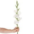 Gladiolo artificiale, a stelo lungo, per vasi, 88 cm | Floristik24.it
