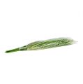 Floristik24 Ramo di erba con fiori 58cm verde 6 pezzi