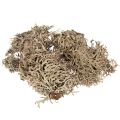 Floristik24 Muschio decorativo, muschio grigio per lavori artigianali, 500 g