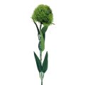 Floristik24 Fiore artificiale garofano barbuto verde come dal giardino 54 cm