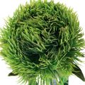 Floristik24 Fiore artificiale garofano barbuto verde come dal giardino 54 cm