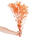 Bouquet di fiori secchi di Gypsophila (velo da sposa), 75 cm, 100 g | Floristik24.it
