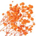 Bouquet di fiori secchi di Gypsophila (velo da sposa), 75 cm, 100 g | Floristik24.it