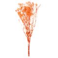Bouquet di fiori secchi di