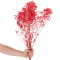 Mazzetto di Gypsophila essiccata, 75 cm, 100 g | Floristik24.it