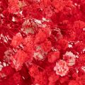 Mazzetto di Gypsophila essiccata, 75 cm, 100 g | Floristik24.it