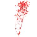 Mazzetto di Gypsophila
