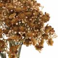 Floristik24 Gypsophila marrone artificiale per bouquet autunnale 29,5 cm 18p