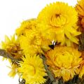 Floristik24 Mazzo decorativo di fiori secchi secchi giallo paglierino 75g