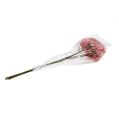 Floristik24 Ramo di fiori di sambuco rosa-bianco L 55 cm 4 pezzi